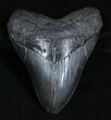 Beastly / Inch Megalodon Tooth #3698-1